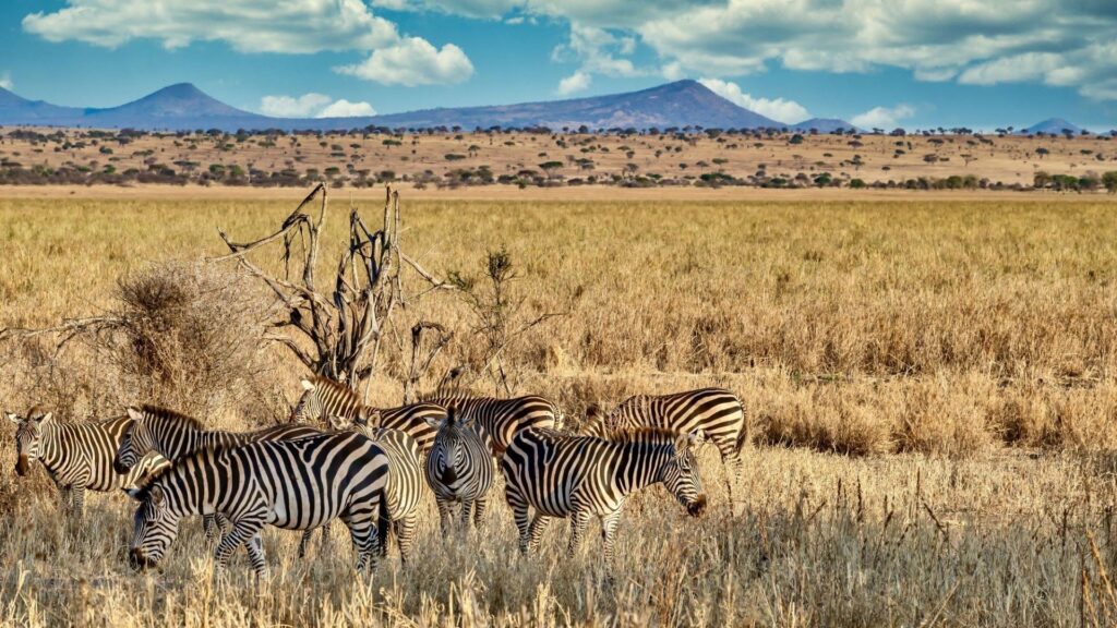 Google Search Ads Strategy for Safari Agencies Targeting Tourists in the US UK and Europe
