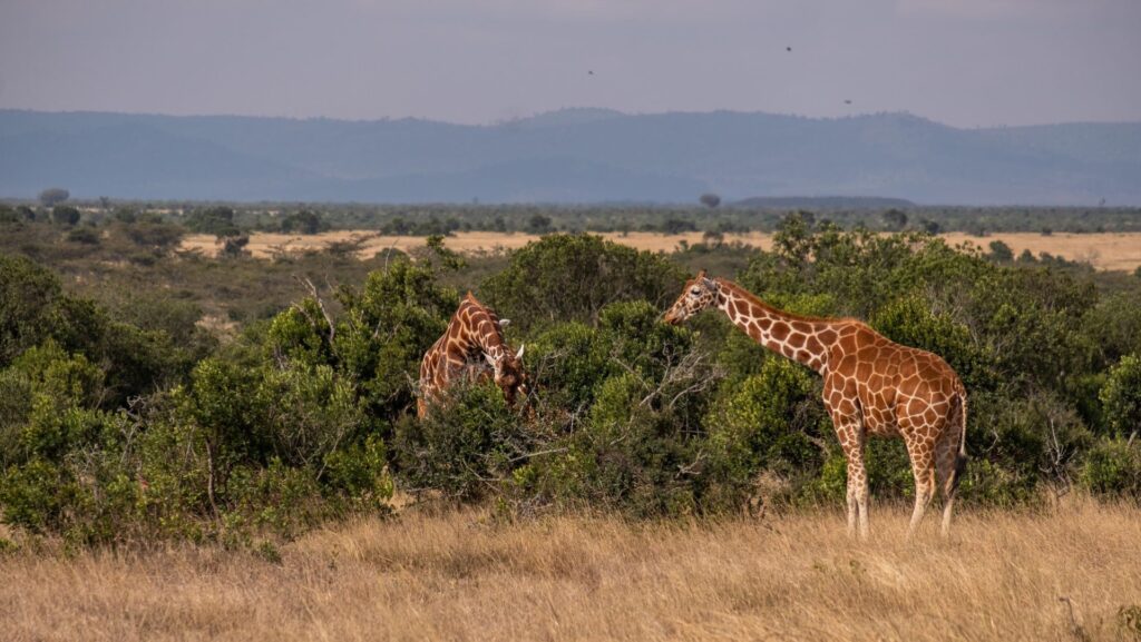 How Safari Agencies in Kenya Recover Abandoned Booking Inquiries Using Meta Retargeting